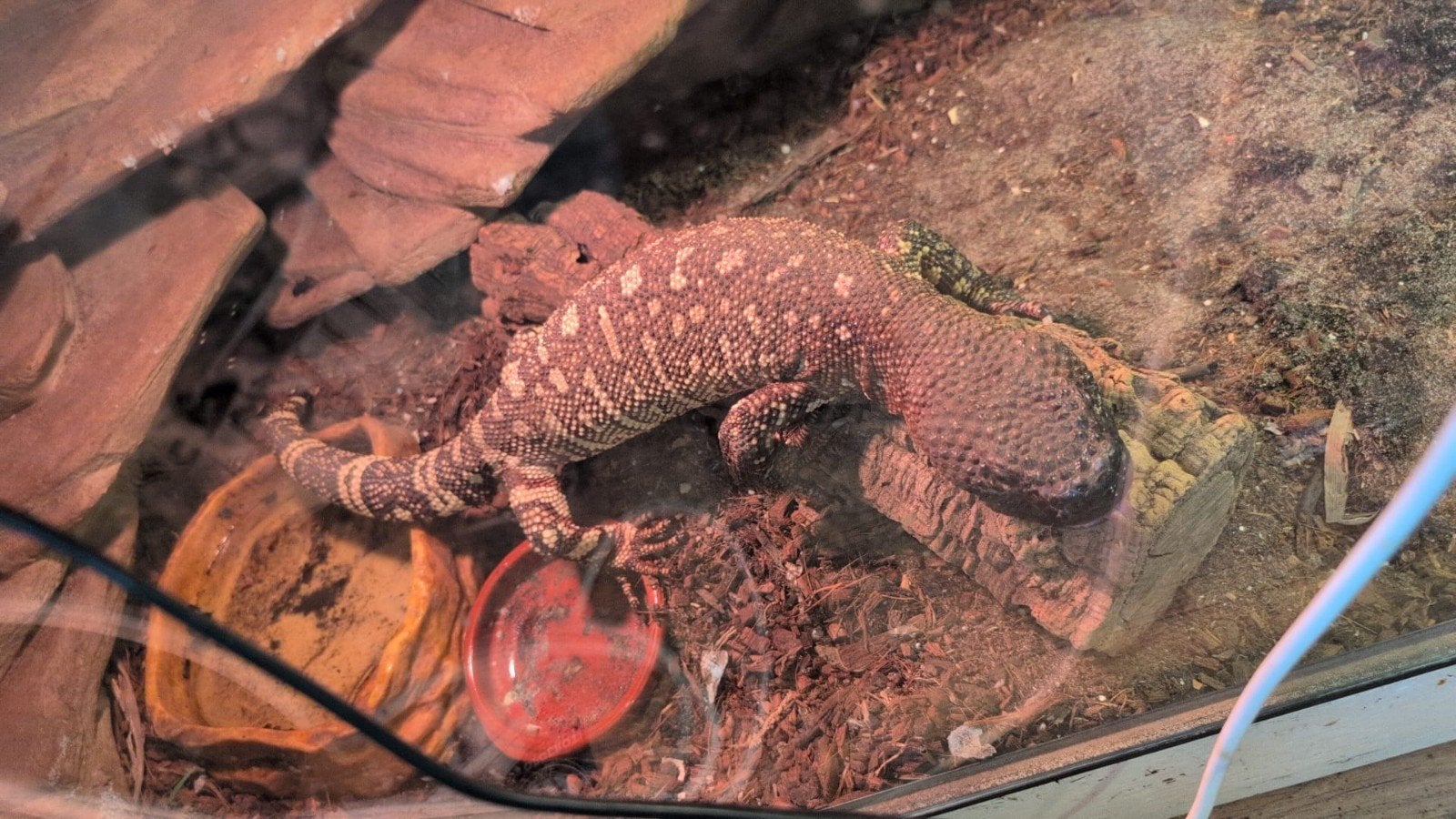 Heloderma exasperatum 1.0, Hagedis, 0 tot 2 jaar