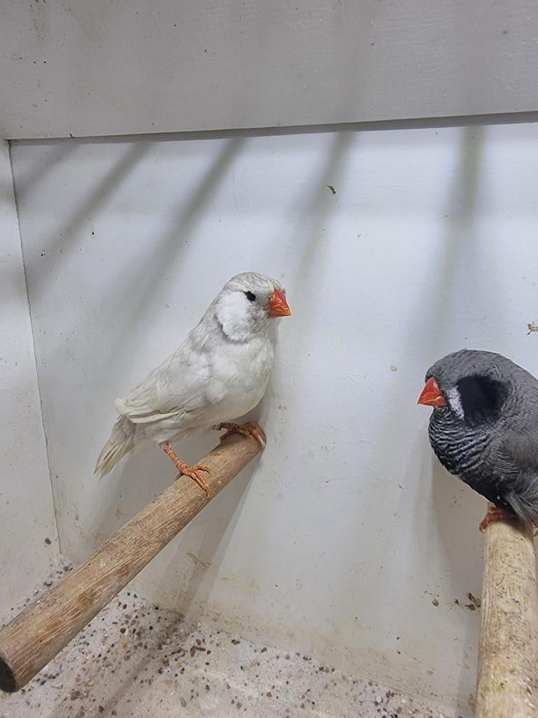 Te koop koppel charcoal zwartewang, Dieren en Toebehoren, Vogels | Overige Vogels, Meerdere dieren