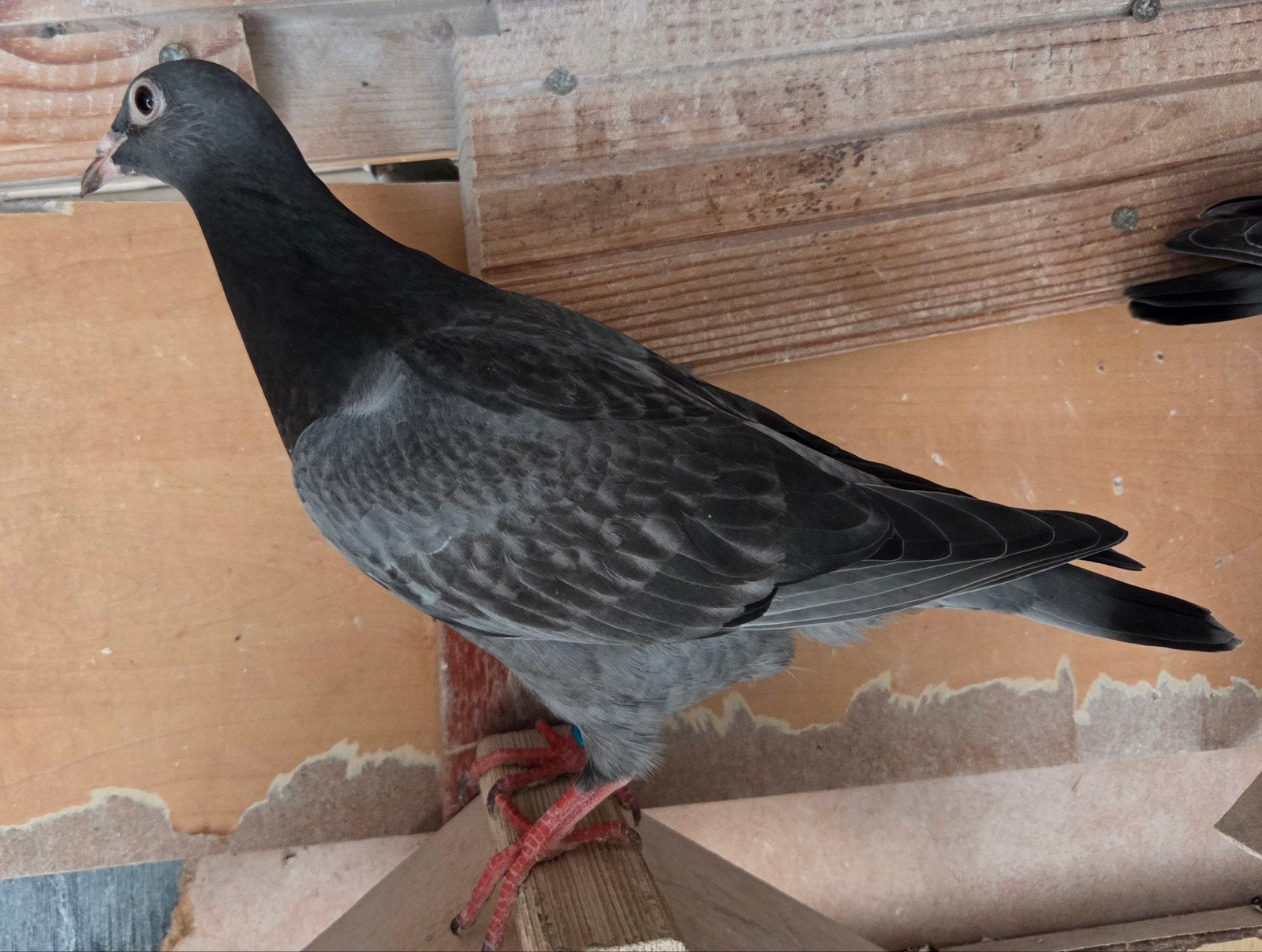Jonge postduiven, Meerdere dieren, Postduif