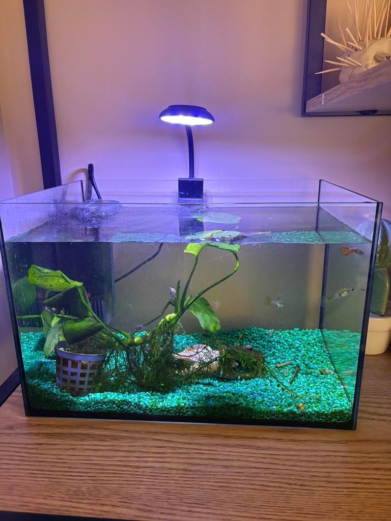 Aquarium met toebehoren., Ophalen, Inclusief toebehoren, Zo goed als nieuw, Overige typen