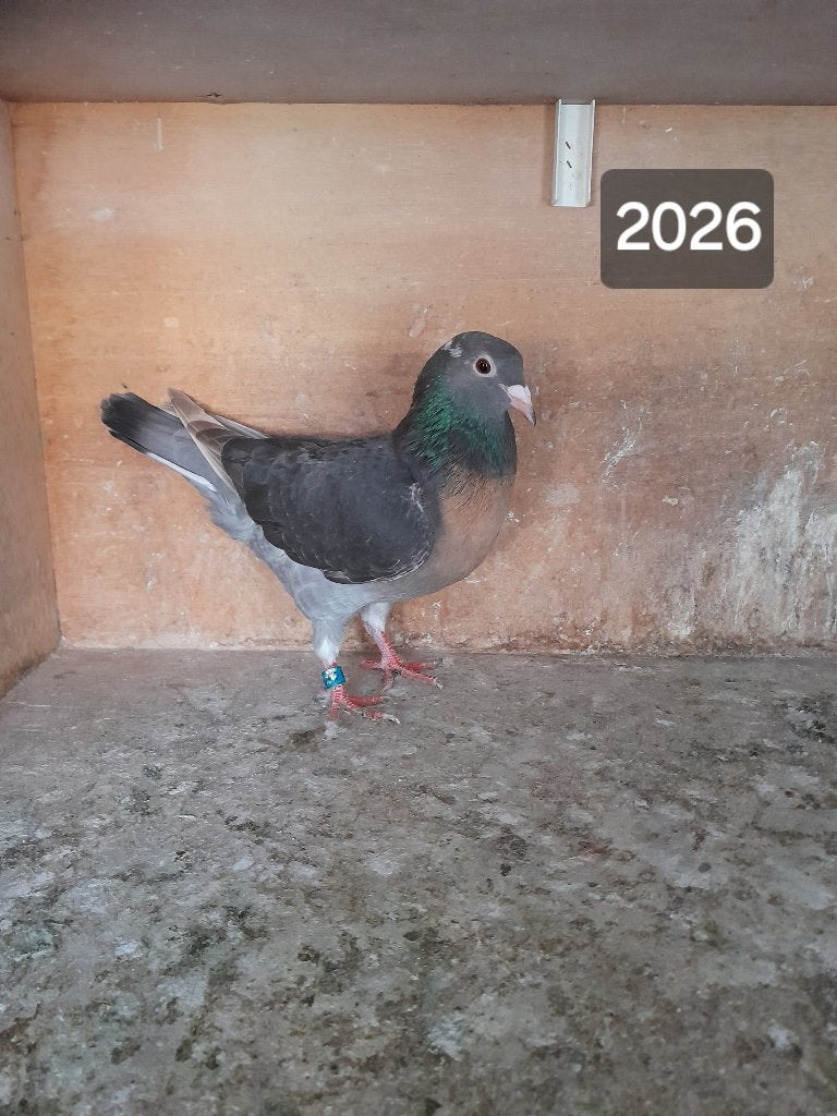 Duiven, Dieren en Toebehoren, Meerdere dieren, Postduif