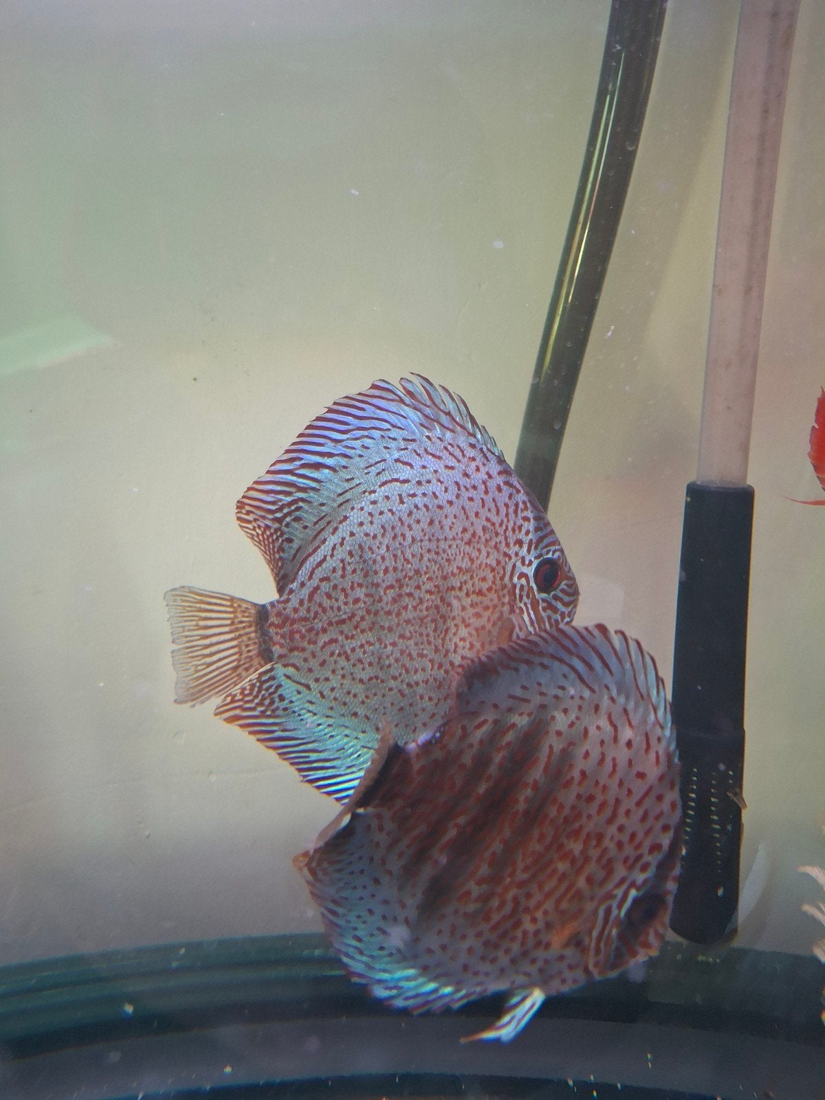 Discus vissen 2 stuks groot., Dieren en Toebehoren, Vis