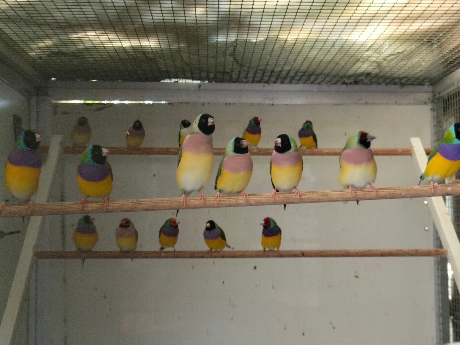 Te koop aangeboden! Gouldamadines, Dieren en Toebehoren, Meerdere dieren, Geringd