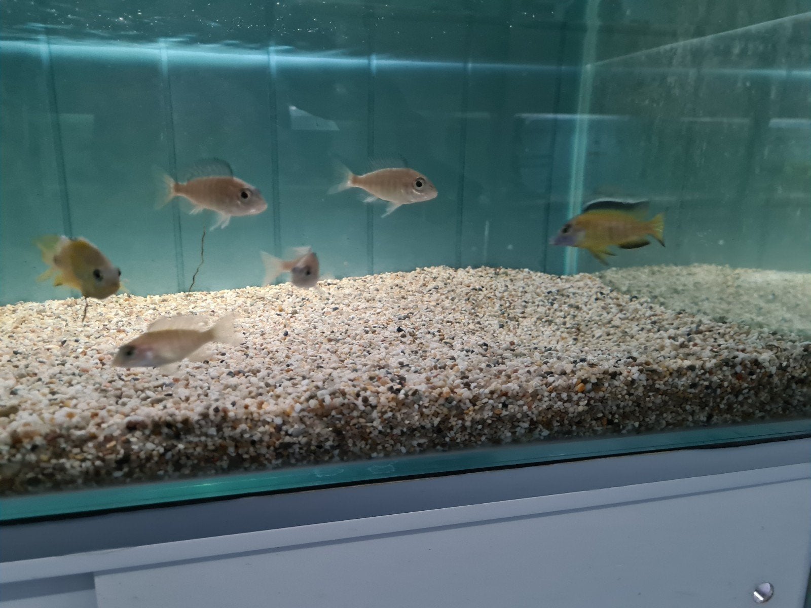 Aulonocara Usisya Malawi Cichliden, Vis, Zoetwatervis