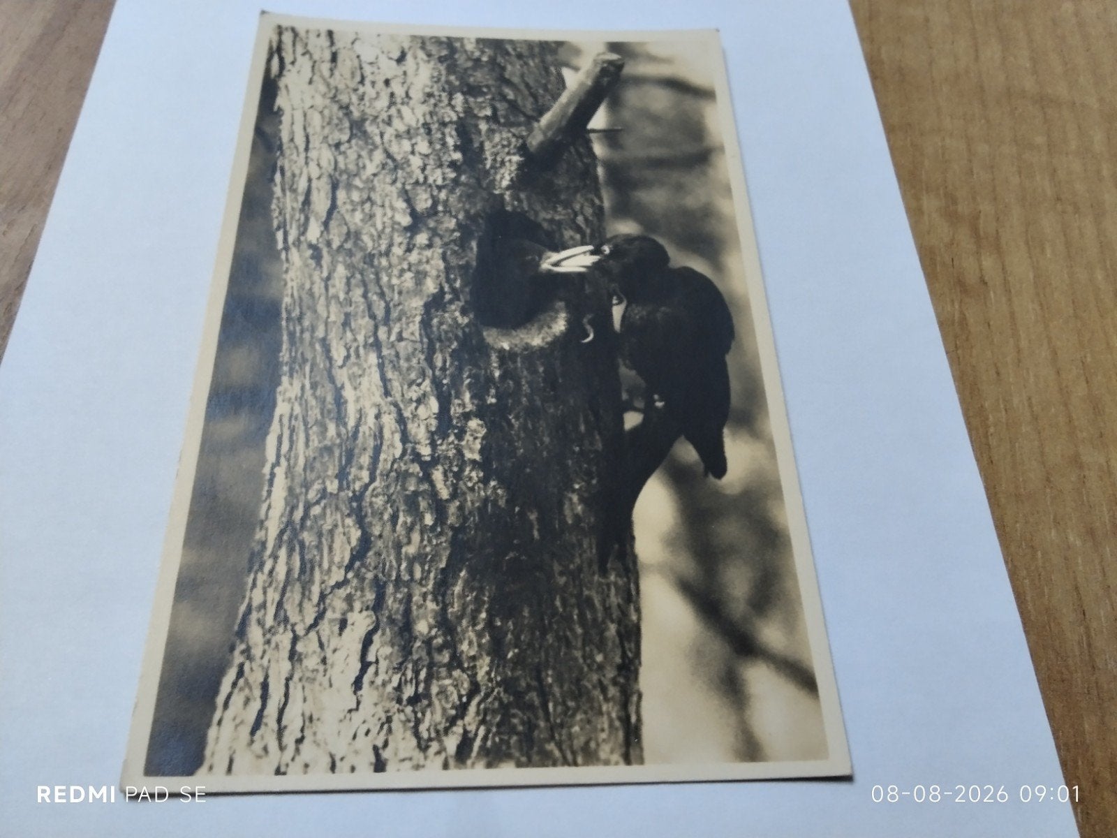 Oude fotoansicht Zwarte Specht, Hoge Veluwe, Hoenderloo, Ophalen of Verzenden, 1920 tot 1940, Gelopen, Gelderland