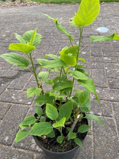 Planten, Ophalen, Vaste plant, Overige soorten, Volle zon