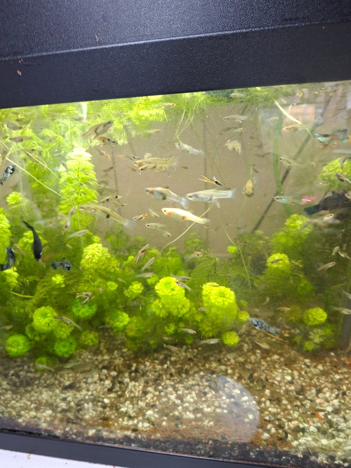 endler guppen, Dieren en Toebehoren, Vis