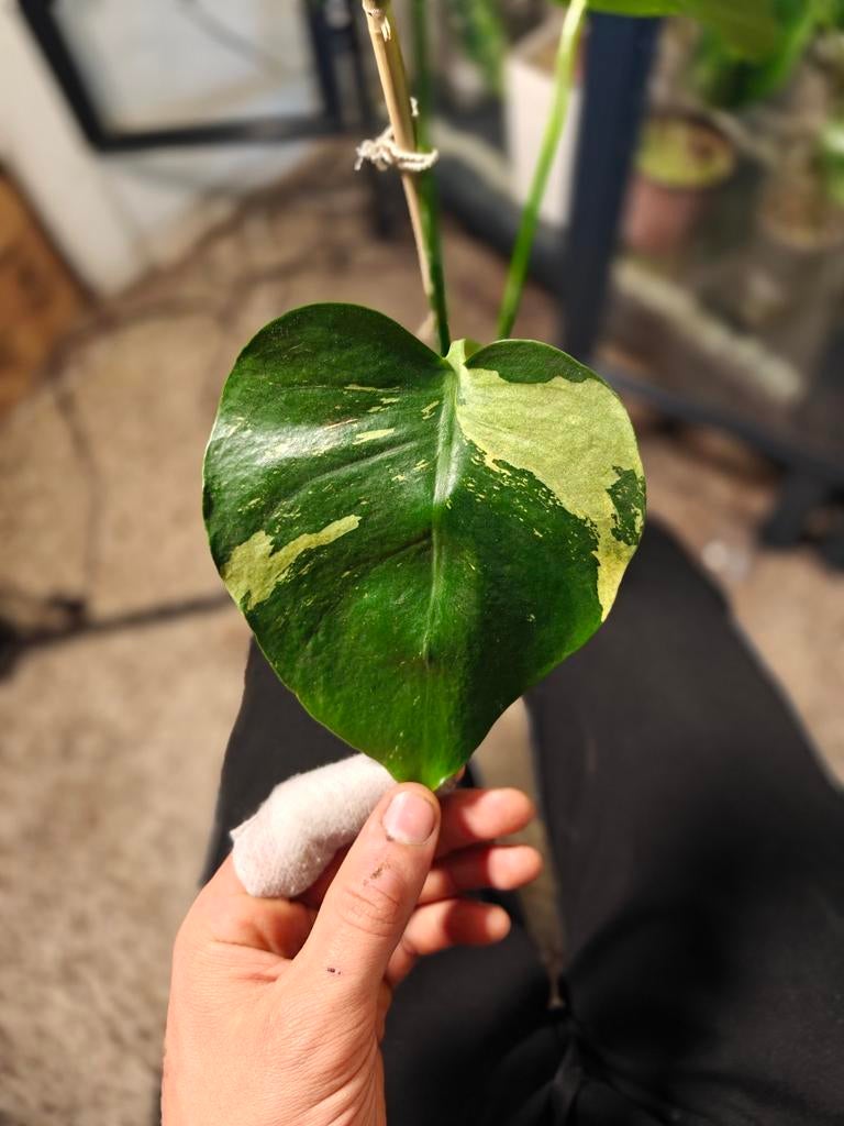 Monstera variegata noid, Ophalen of Verzenden, Halfschaduw, Minder dan 100 cm