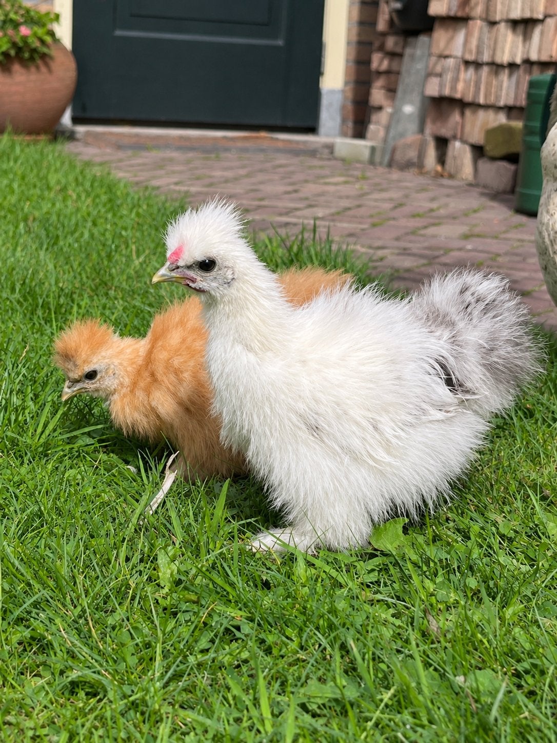 Zijdehoen kriel haantje, Mannelijk, Kip
