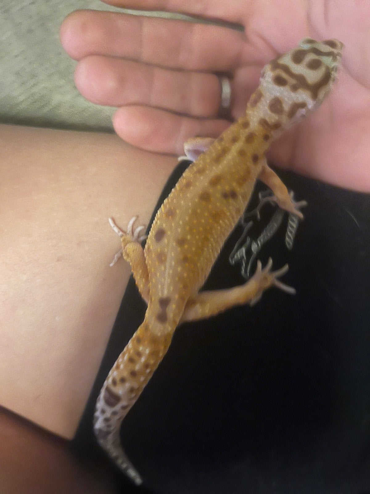 Mack snow luipaard gekko Leopard Gecko - female for sale from D.A