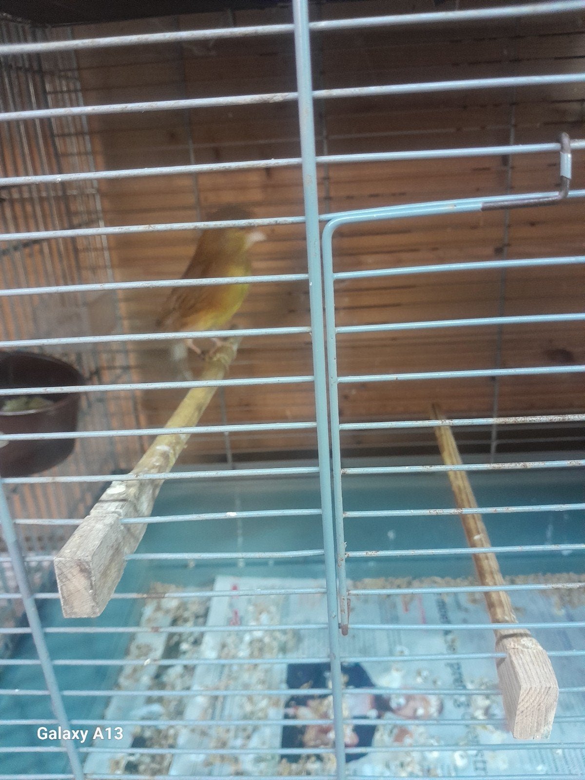 Te koop splitphaeo kanarie, Mannelijk, Kleurkanarie