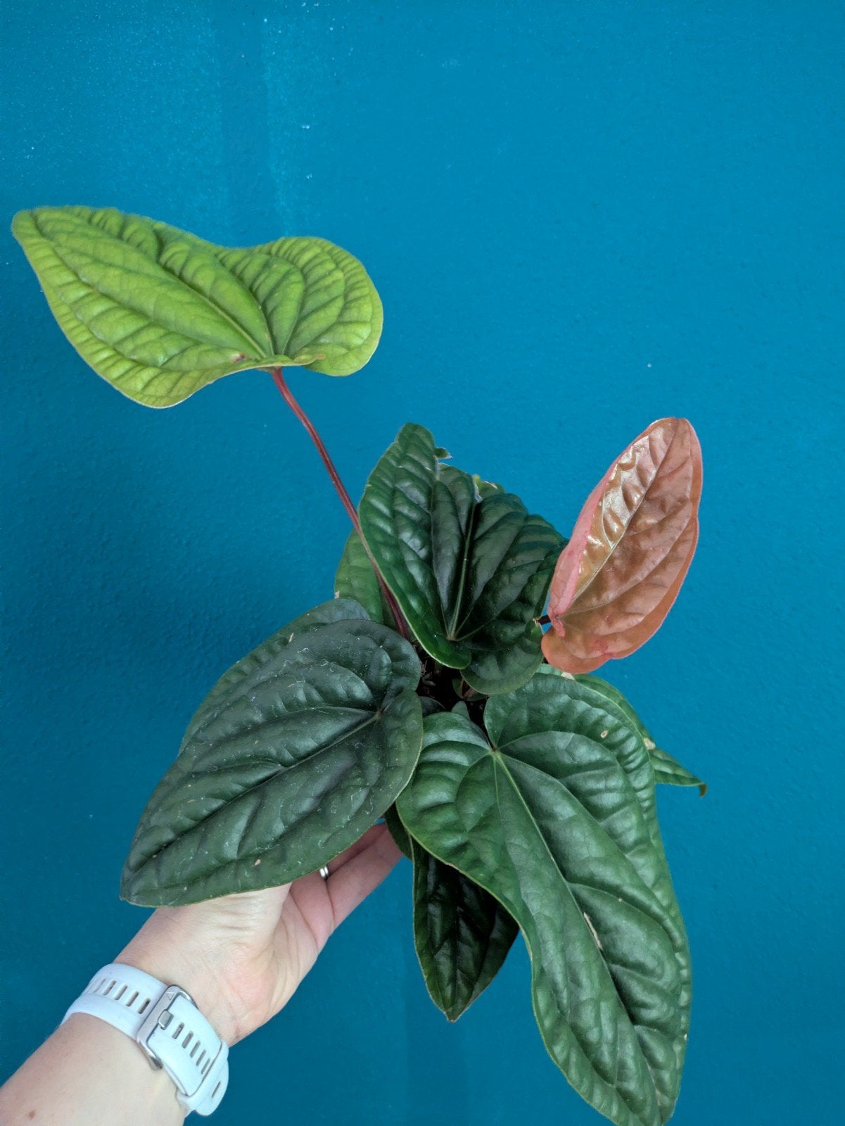 Anthurium Luxurians plantje, Ophalen of Verzenden, Halfschaduw, Minder dan 100 cm