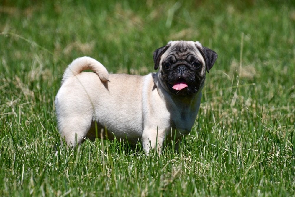 Mopshond pups te koop, 15 weken tot 1 jaar, Overige rassen, Buitenland, Parvo