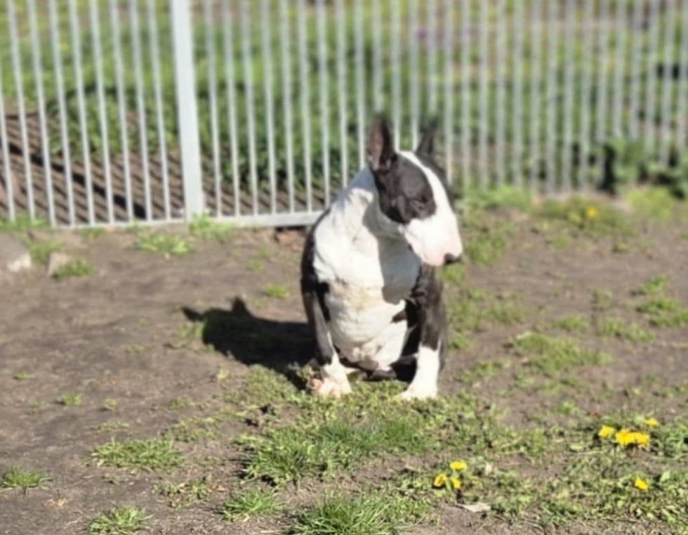 Te koop zeer forse lieve Bull terriër teef, Dieren en Toebehoren, Nederland, Teef, Eén hond, Fokker | Professioneel