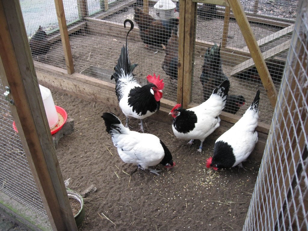 Broedeieren Lakenvelder kippen, Dieren en Toebehoren, Pluimvee, Geslacht onbekend, Kip