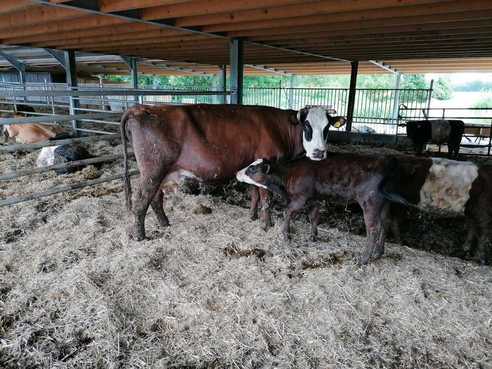 2 blaarkoppen met kalf, Meerdere dieren