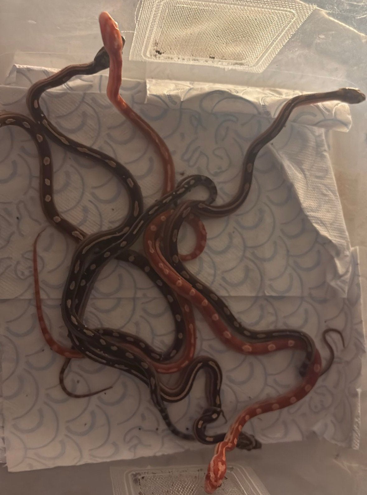 Rattenslangen Nakweek 2026 €60 voor alle 6 Rat Snake - unknown for sale from ImperiumExotics