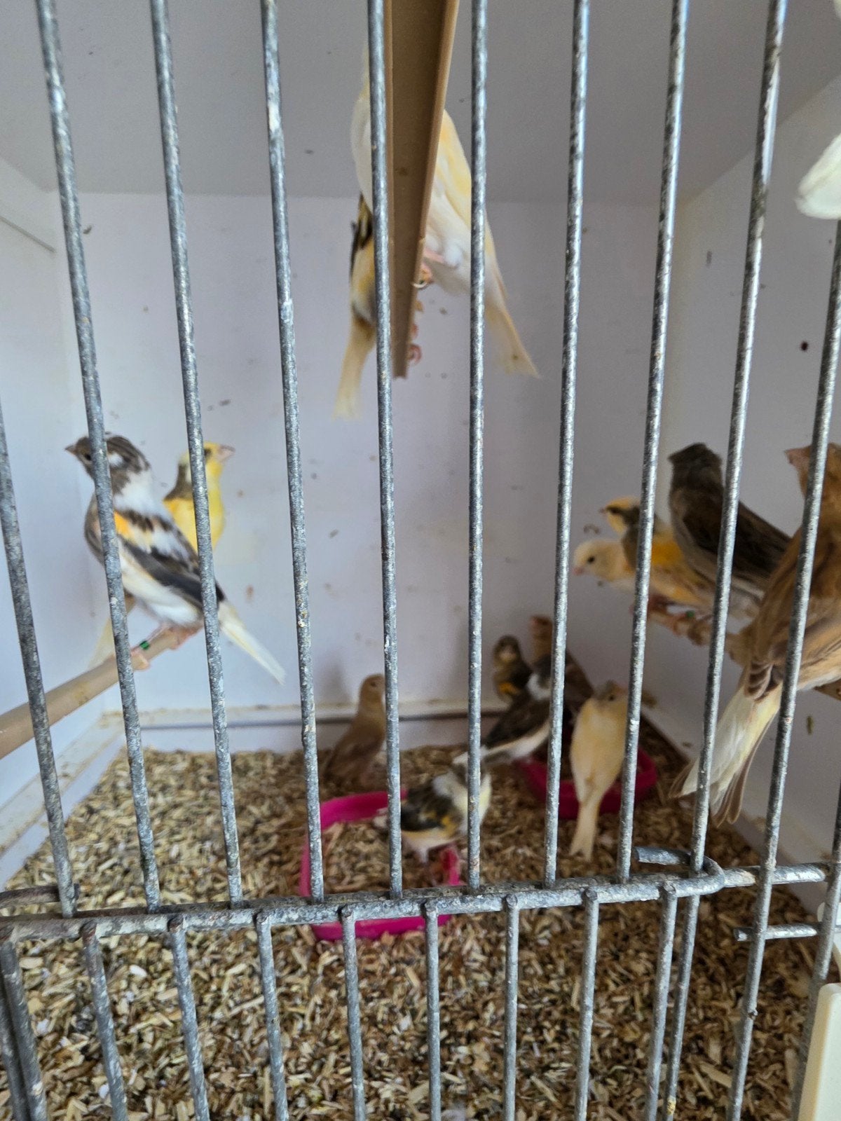 Jonge harlekijnen 17 stuks, Meerdere dieren, Kleurkanarie