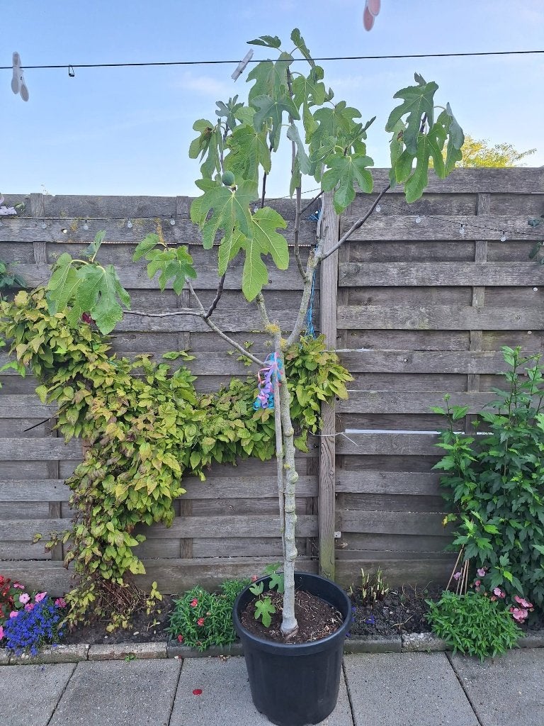 Vijgenboom in pot, Overige soorten, 100 tot 250 cm, Zomer, Ophalen