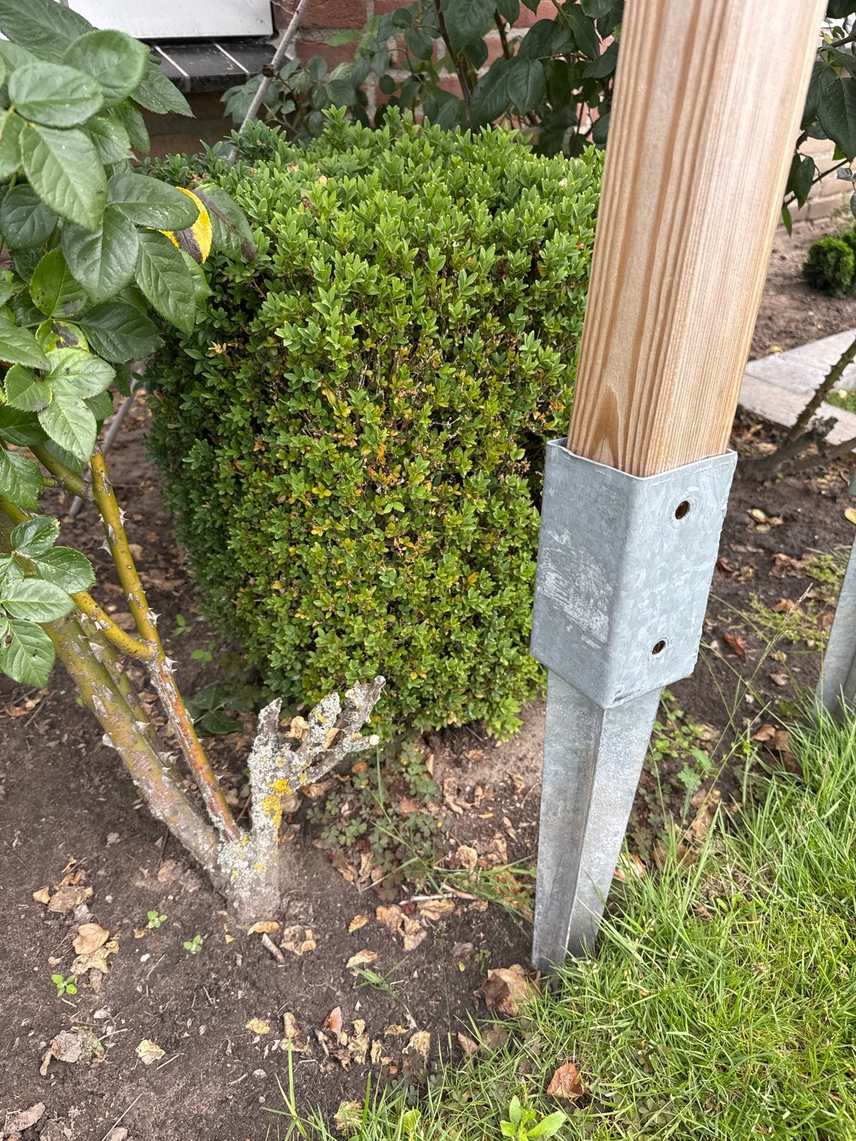 Buxus planten gratis af te halen, Vaste plant, Bloeit niet, Halfschaduw, Ophalen