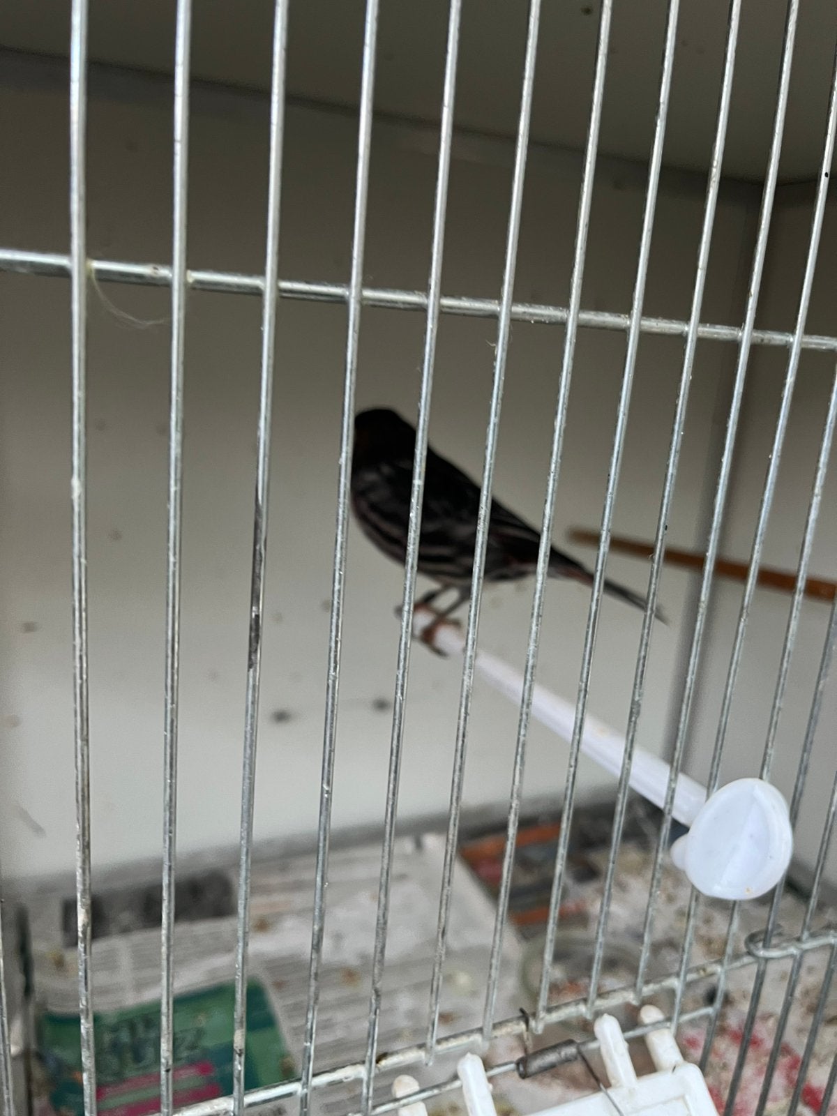 Te koop, Dieren en Toebehoren, Meerdere dieren, Kleurkanarie