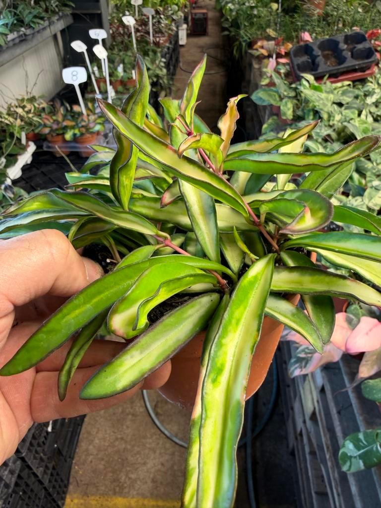 Hoya wayetii tricolor - Pot 12cm, Huis en Inrichting, Kamerplanten, Ophalen of Verzenden