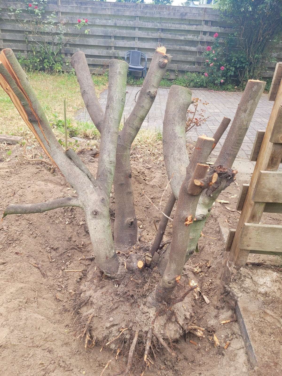 GRATIS haardhout, Tuin en Terras, Haardhout, Minder dan 3 m³, Ophalen, Overige houtsoorten, Stammen