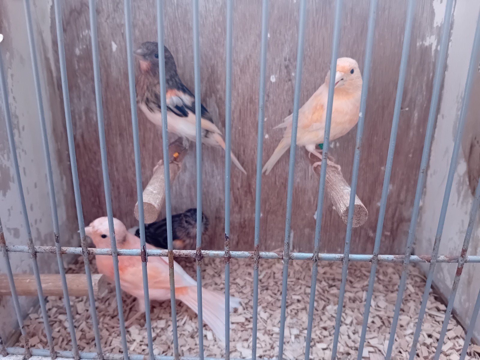 kanaries 2026, Meerdere dieren, Kleurkanarie