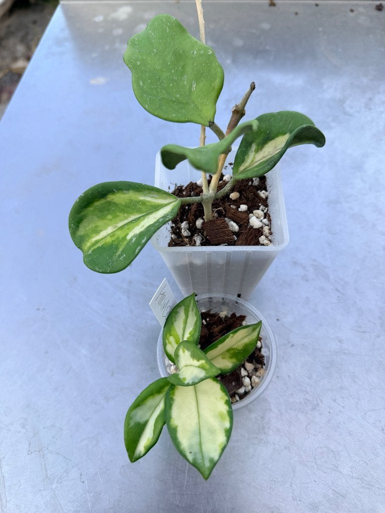 Hoya pakket 7, Huis en Inrichting, Kamerplanten, Ophalen of Verzenden, Halfschaduw, Minder dan 100 cm