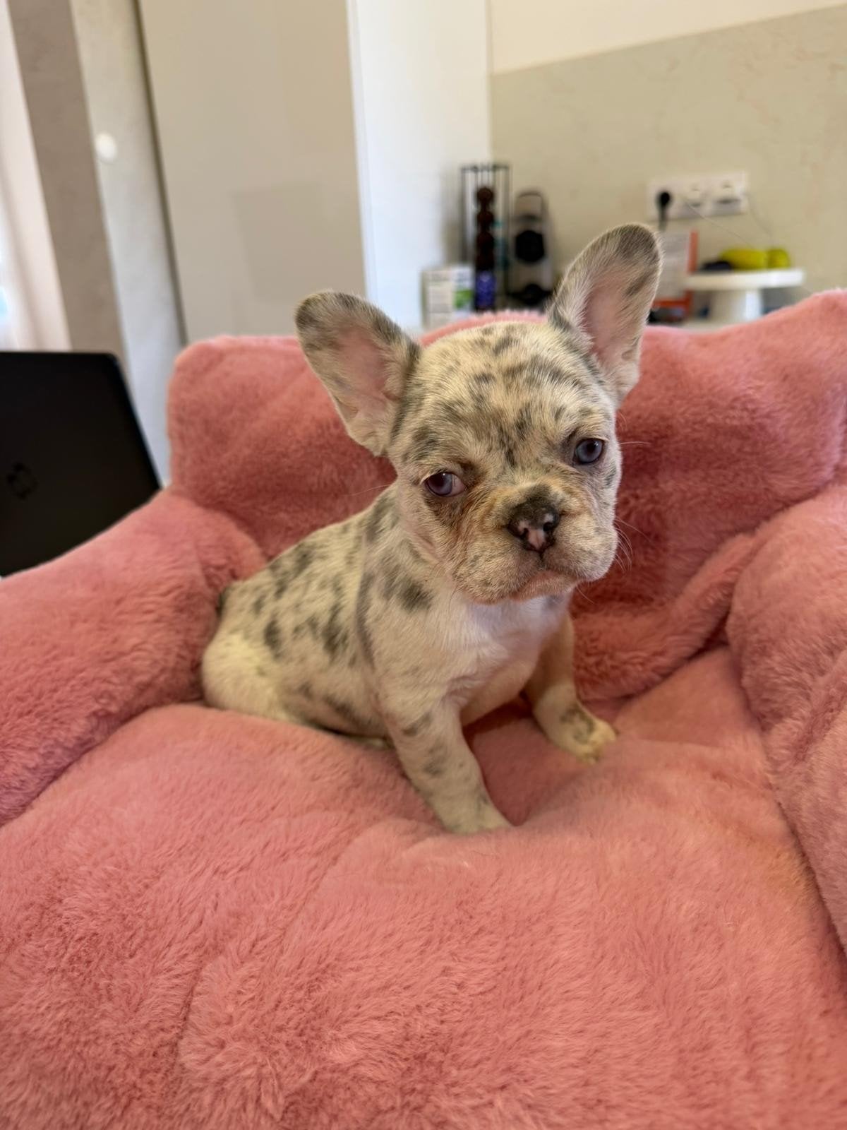 Prachtige franse bulldogs 2 reutjes 1 fluffy en 3 teefje, Dieren en Toebehoren, Particulier, 8 tot 15 weken, Buitenland, Parvo