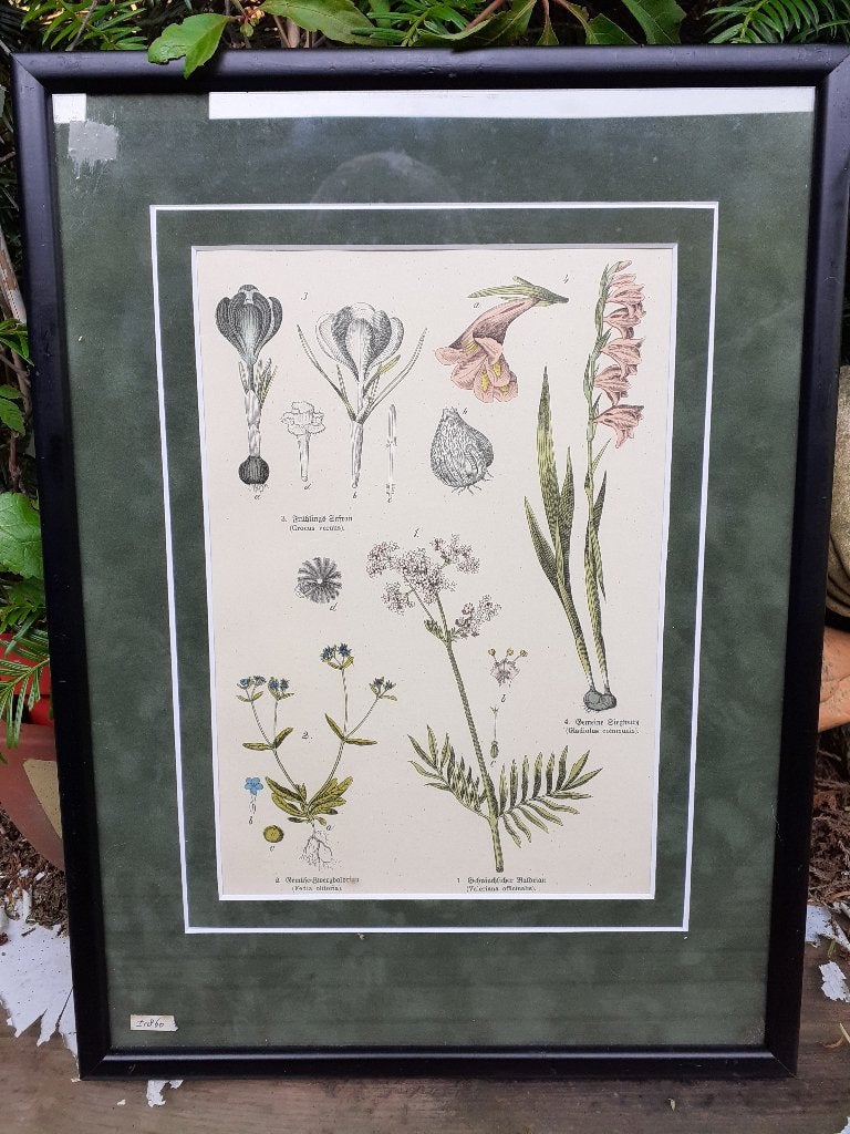 Ingelijste Botanische Prent - 1860 - Bloemen, Bloemen, Ophalen of Verzenden, Gedateerd, Print