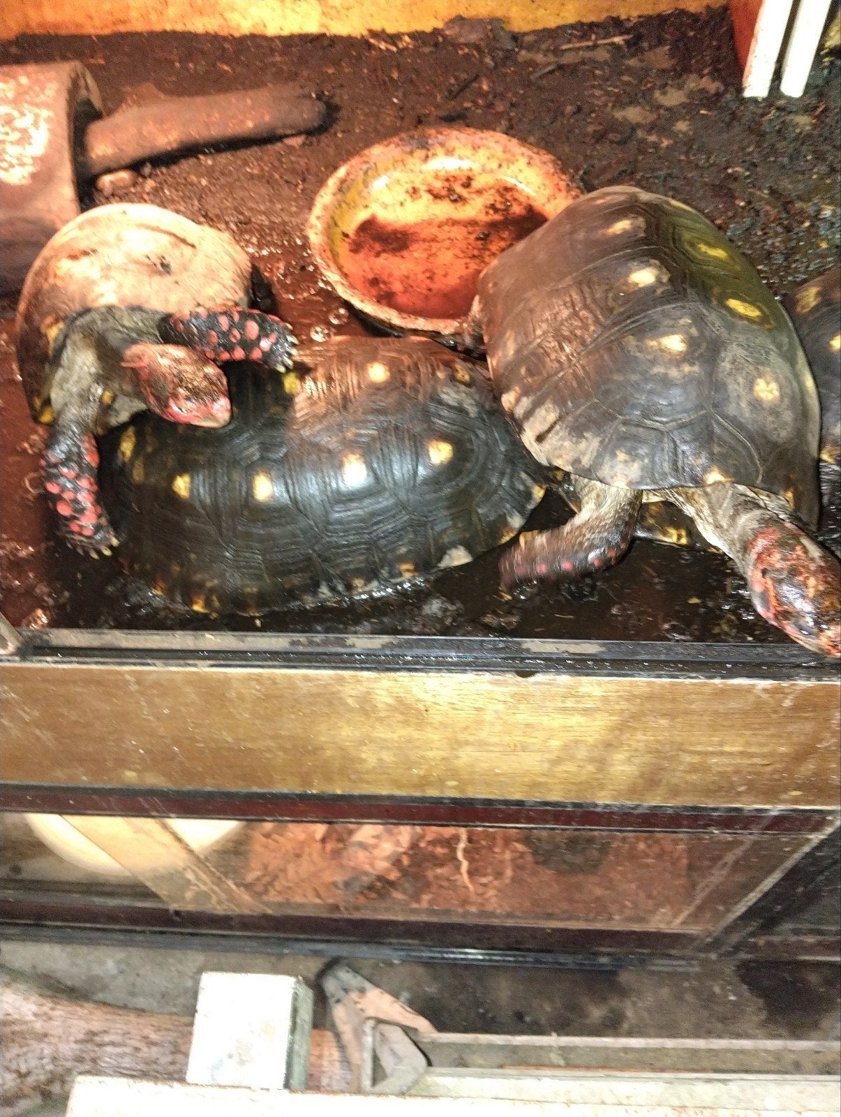 Kolenbrander schildpad cherry head, Schildpad, 0 tot 2 jaar