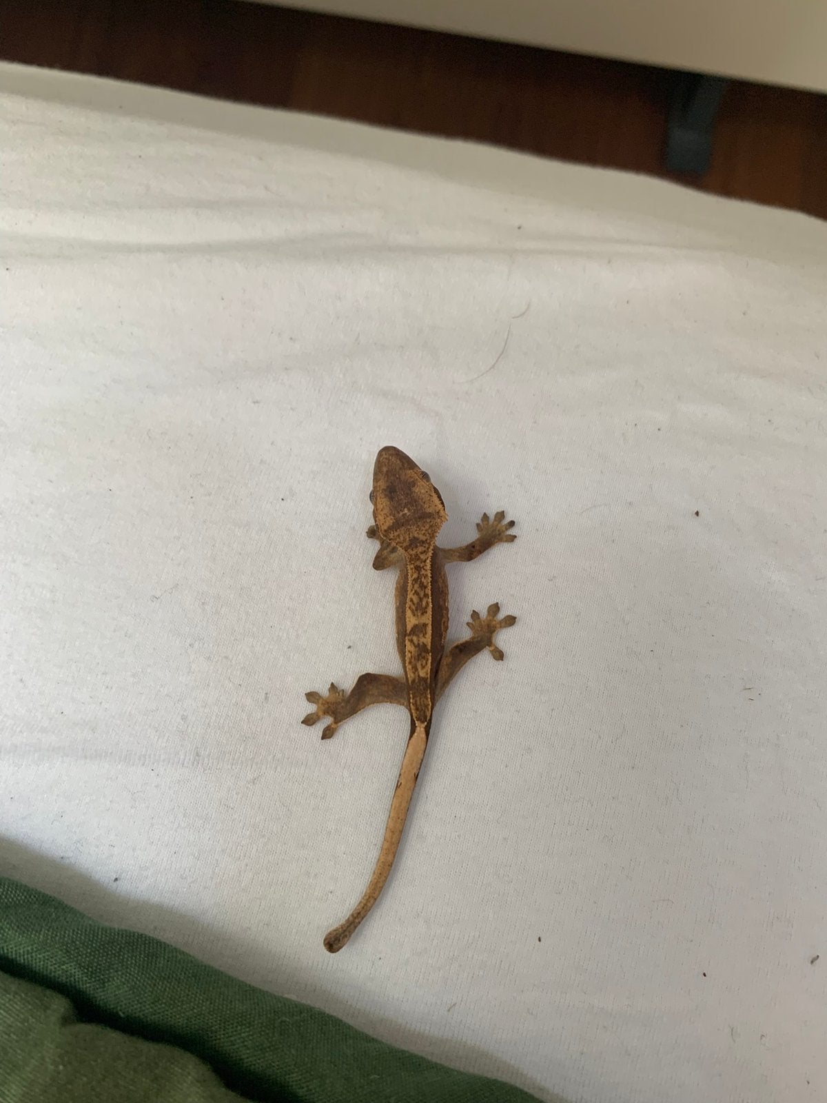 Baby wimpergekko 1 - Correlophus ciliatus, Dieren en Toebehoren, Hagedis, 0 tot 2 jaar