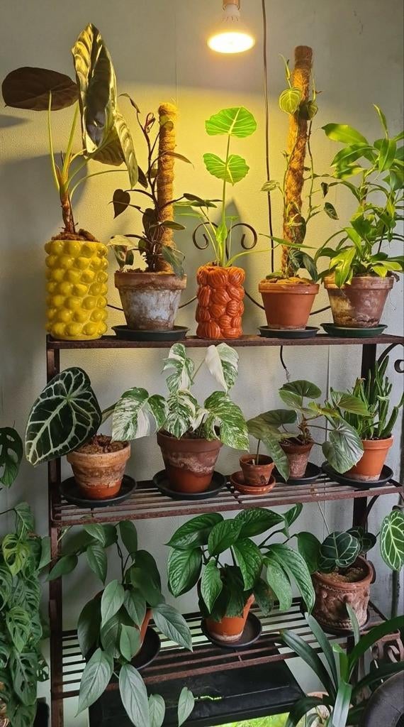 Planten en stekken (philodendron, monstera, begonia enz), Ophalen of Verzenden