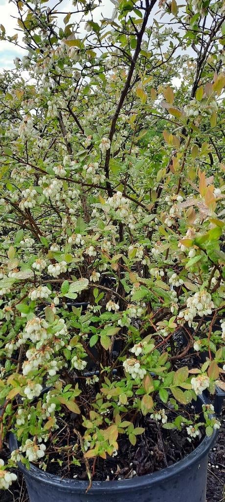 Blauwe bessen -vaccinium corymbosum, Tuin en Terras, Ophalen, Minder dan 100 cm, Overige soorten, Lente