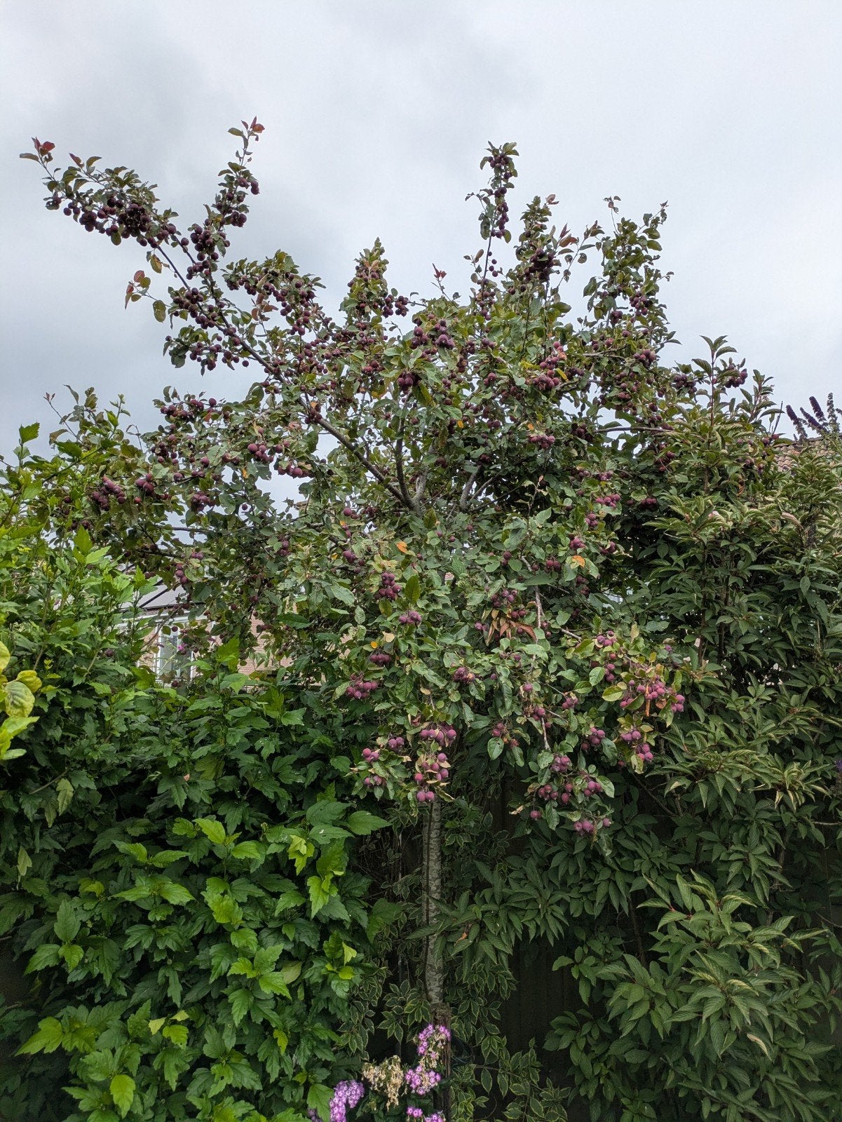 Appelboom met paarse vruchten, Lente, Volle zon, Ophalen of Verzenden, Appelboom