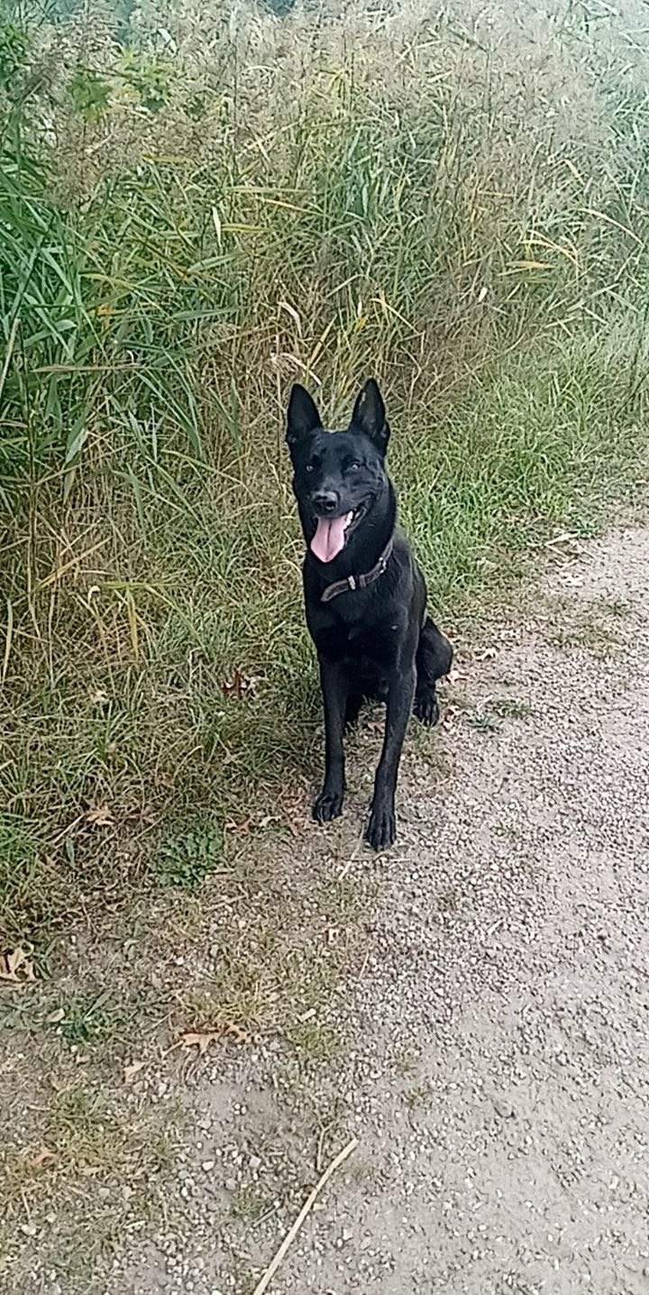Niet te koop Mechelse hollandse herder dekreu, Dieren en Toebehoren, 6 jaar of ouder, Reu, Eén hond, Herder