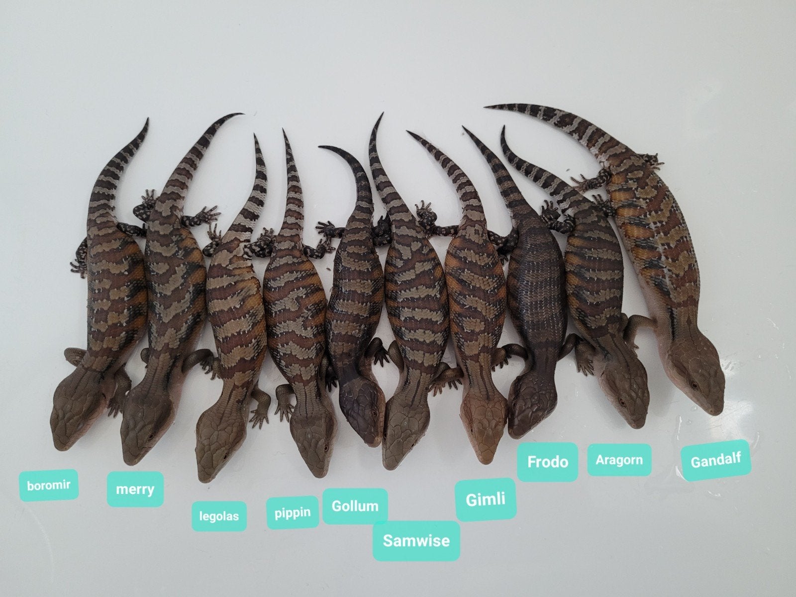 Tiliqua Scincoides Intermedia - Australische Blauwtongskink Blue Tongue Skink - unknown for sale from RVS