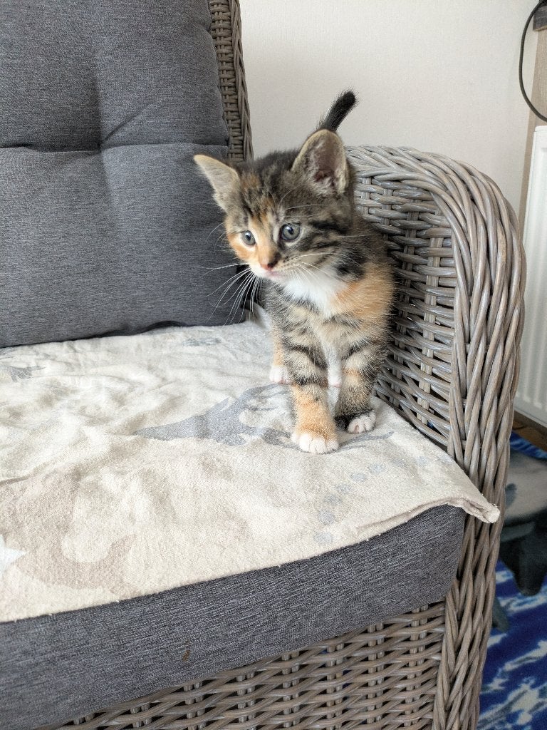 Nog 1 Kitten( poesje te koop ( lapje/schildpad), Dieren en Toebehoren, Poes, Kortharig, 0 tot 2 jaar