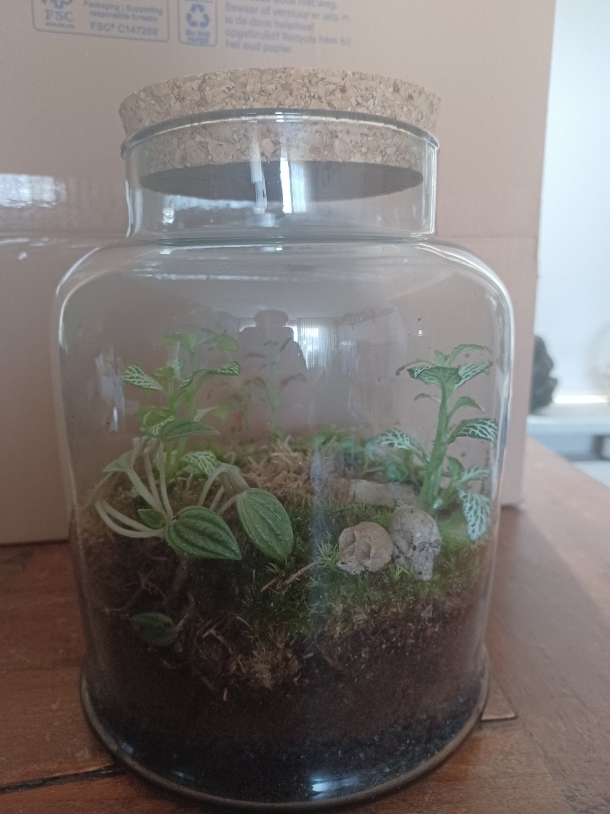 Terrarium met diverse planten en decoratie, Huis en Inrichting, Ophalen