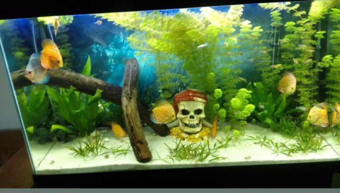 aquarium 240 liter met Onderkast en verlichting, Ophalen, Zo goed als nieuw, Leeg aquarium