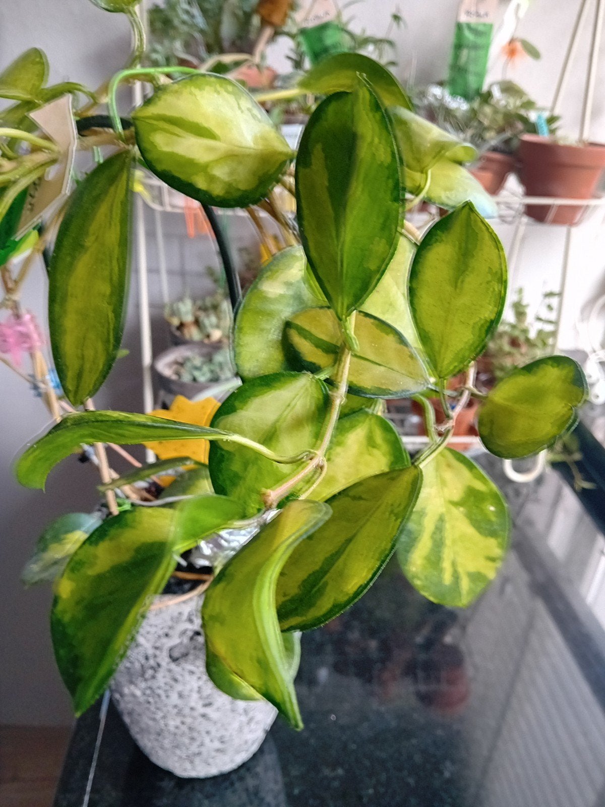 Hoya Australis, Huis en Inrichting, Ophalen of Verzenden, Halfschaduw, Minder dan 100 cm