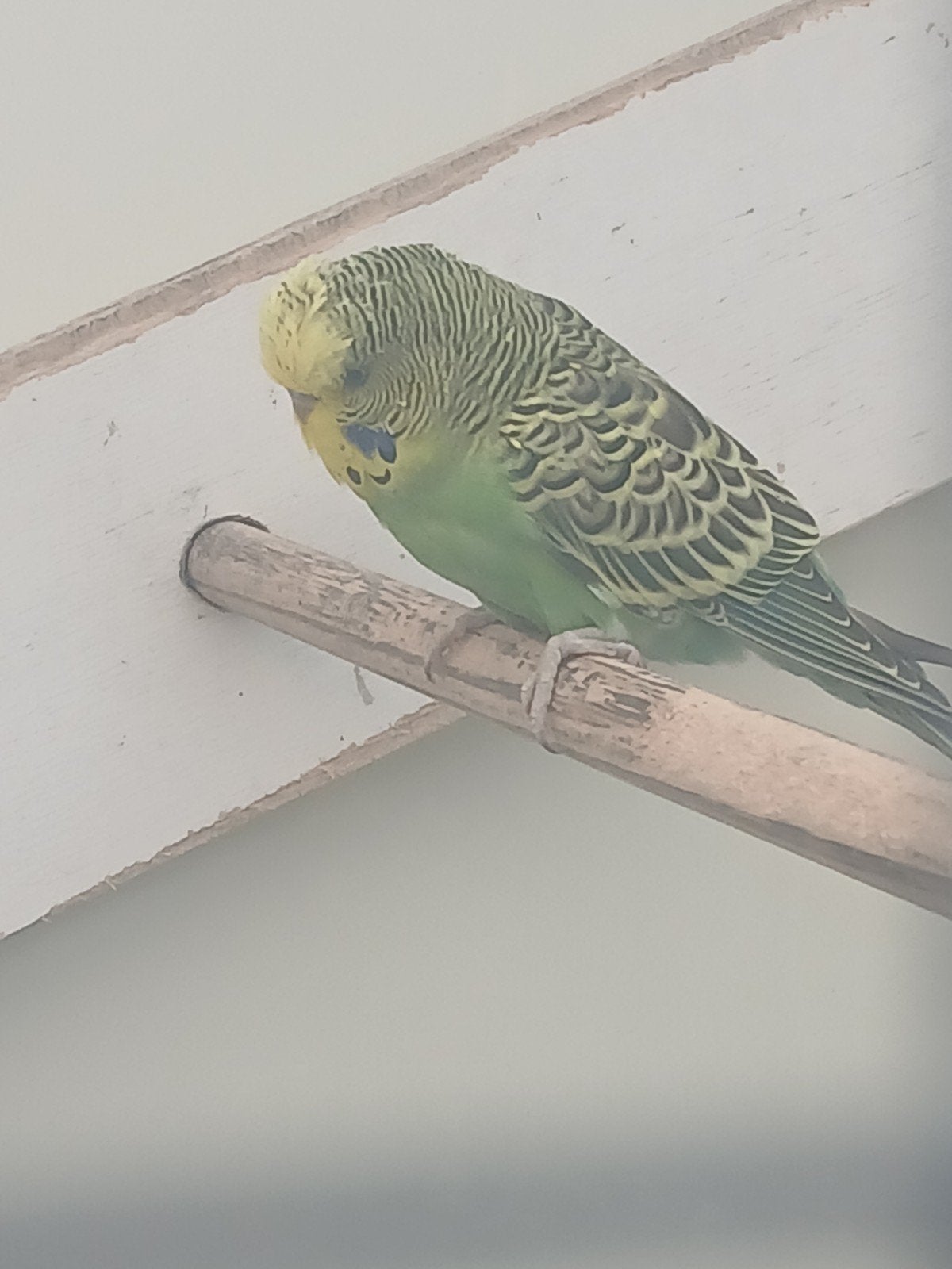 jonge grasparkiet man, Dieren en Toebehoren, Mannelijk, Parkiet
