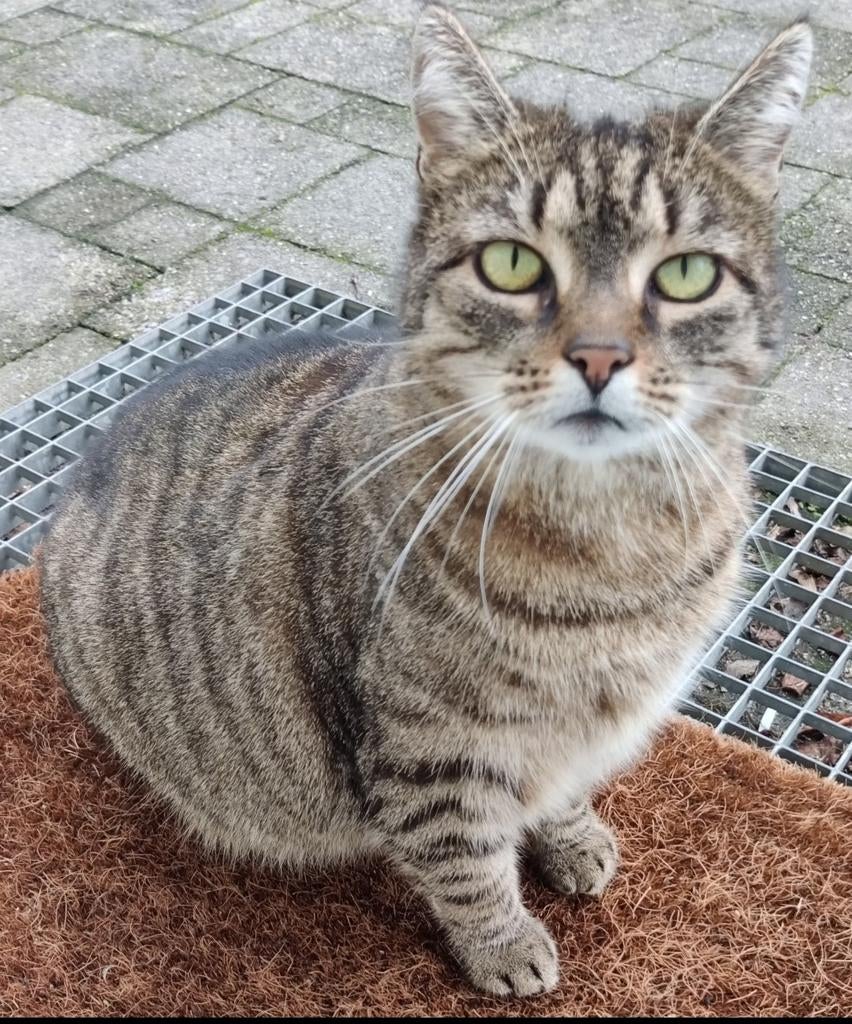 Katje zoekt een nieuw, liefdevol thuis, Dieren en Toebehoren