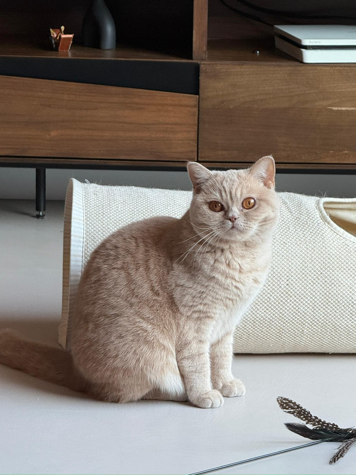 Beige Britse Korthaar | Gouden mandje gezocht