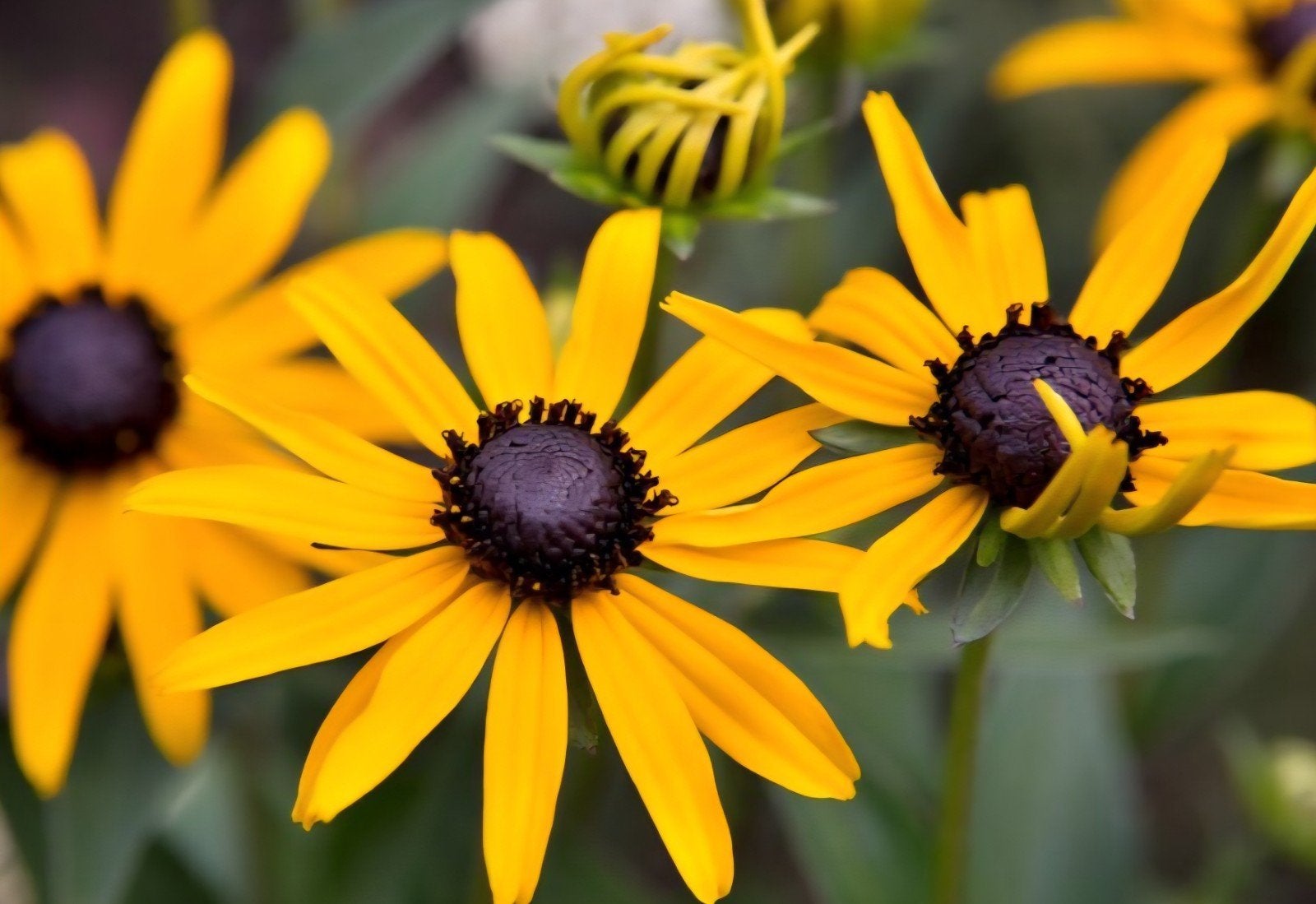 Rudbeckia zomerbloeier zonnehoed vaste plant, Ophalen, Overige soorten, Volle zon