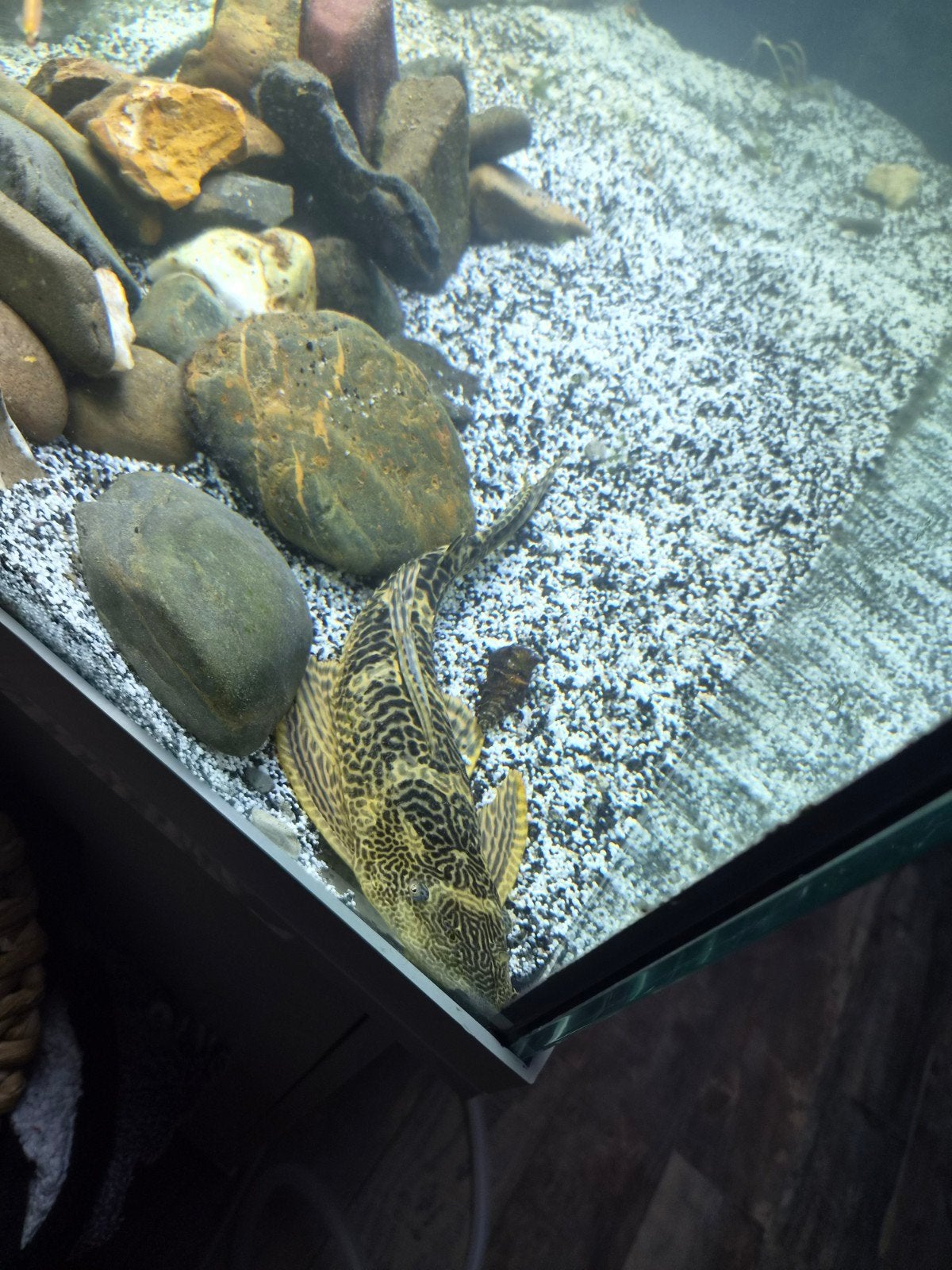 Pleco te koop, Vis
