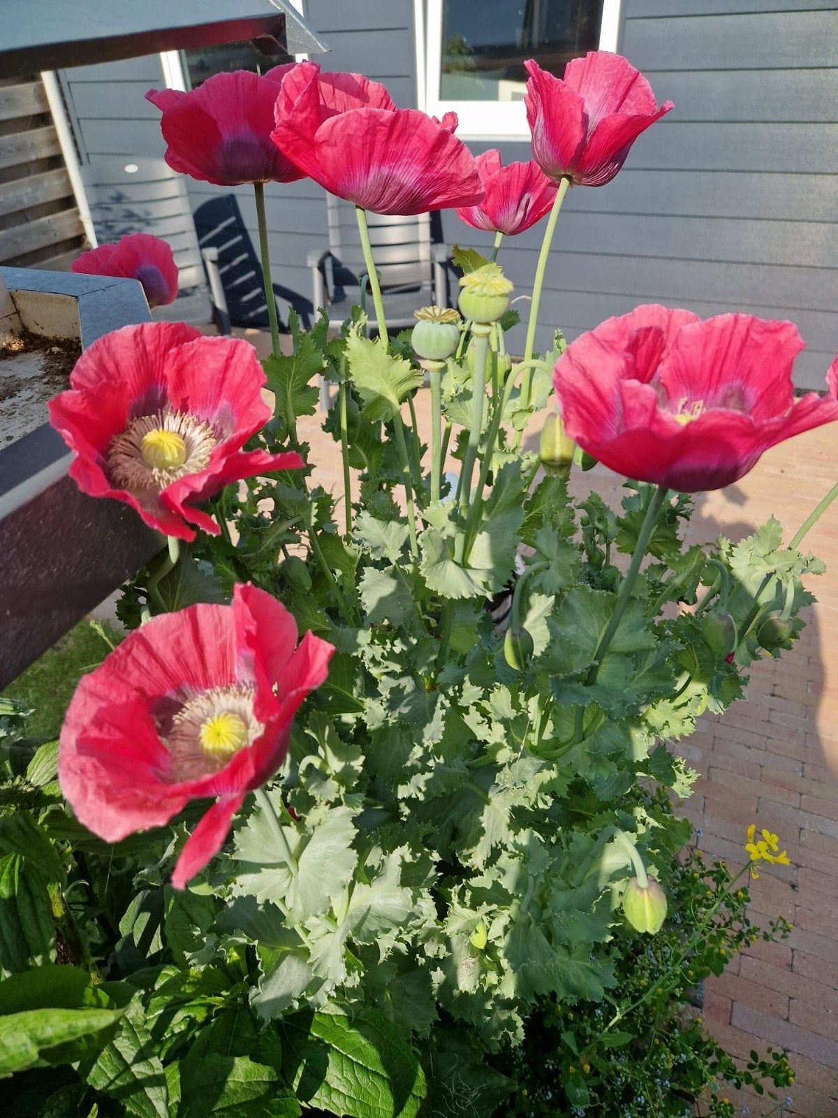 Papaver Roze Zaden - Prachtige Grote Bloemen, Ophalen of Verzenden, Voorjaar, Volle zon, Zaad