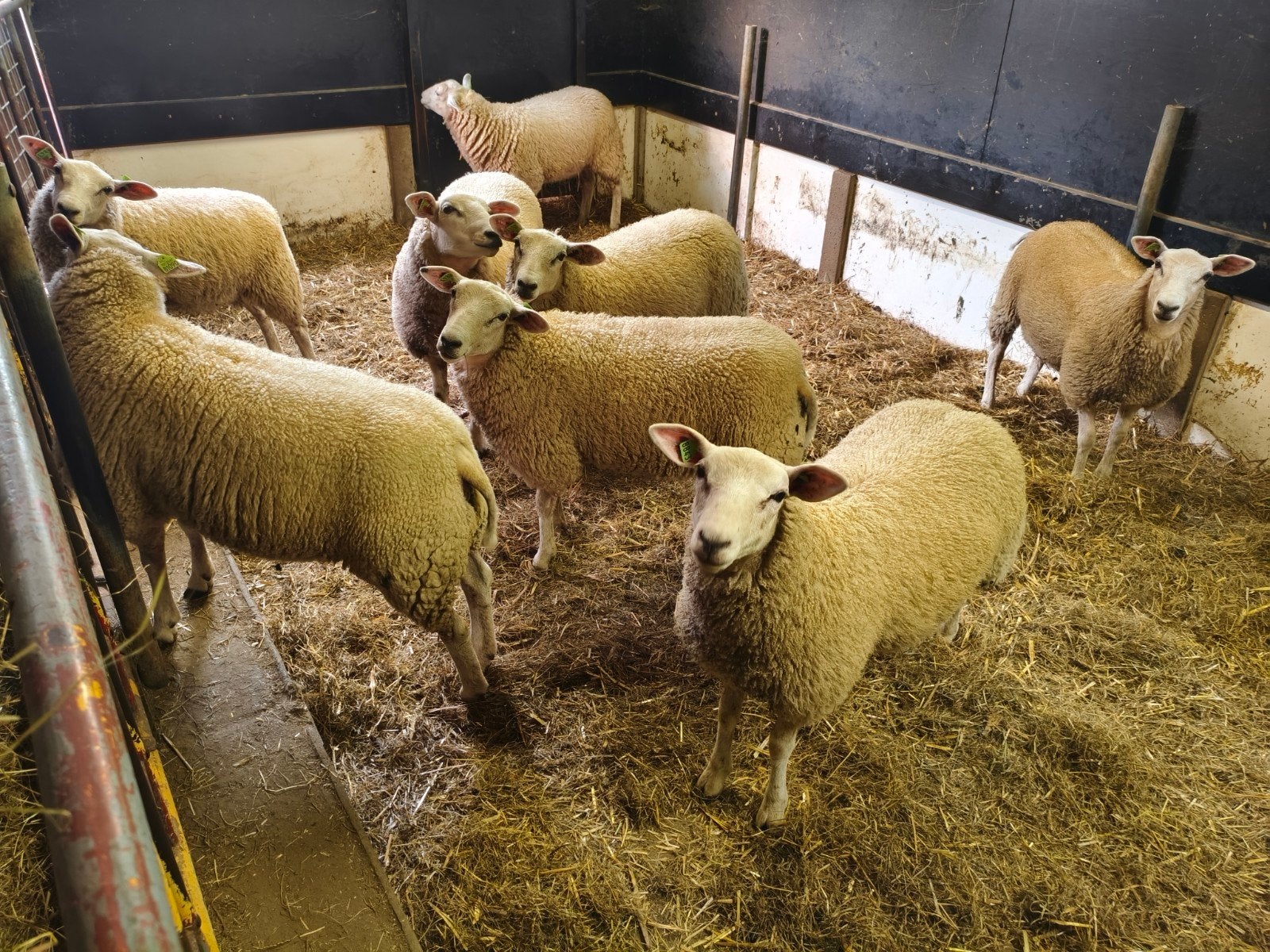 8 st  Swifter Stamboek ooilammeren, Vrouwelijk, Schaap, 0 tot 2 jaar