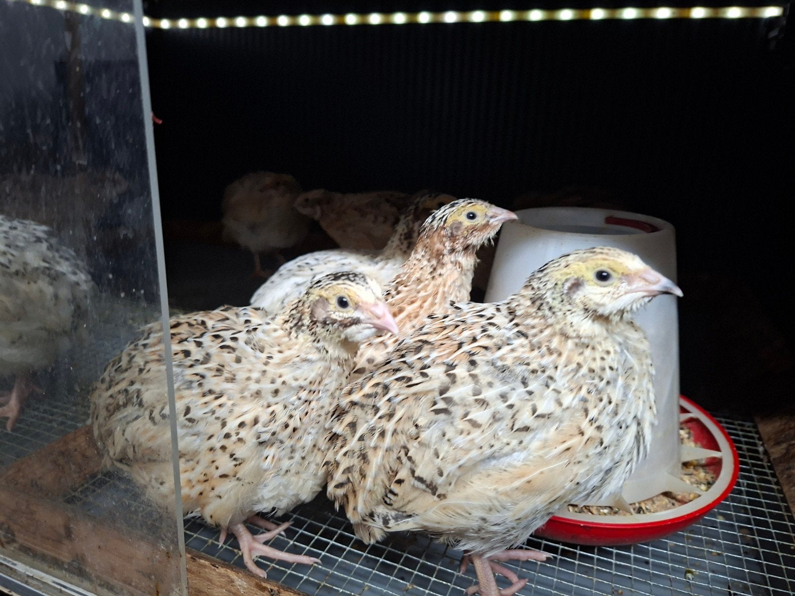 Japanse kwartels (geslacht onbekend), Meerdere dieren, Tam
